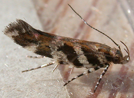 Pink-washed Aristotelia